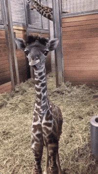 happy giraffe gif