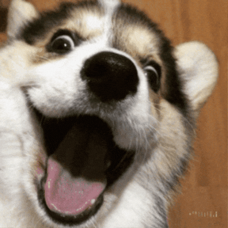 Giphy - Happy Laugh GIF by Maryanne Chisholm - MCArtist