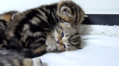 41+ Animated Cute Cat Hug Gif Pictures