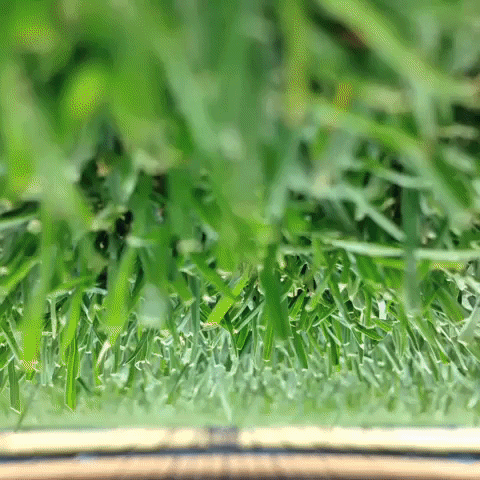 danorst  GIF