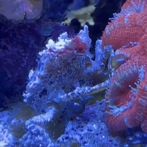 Crab GIF