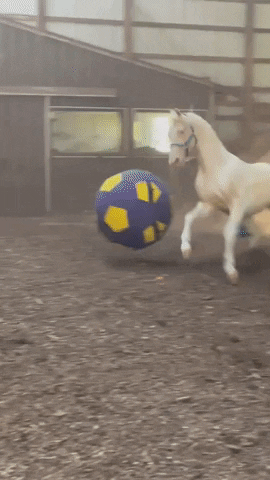 Soccer Horse GIF by Storyful
