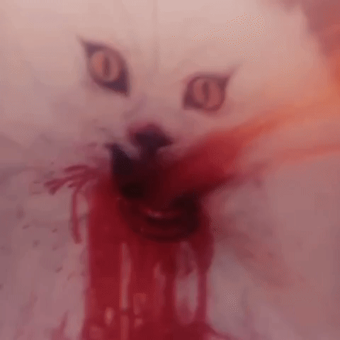 Cat GIF
