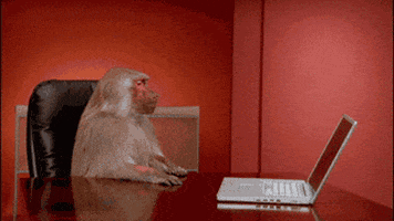 Office Monkey GIFs - Get the best GIF on GIPHY