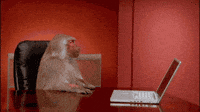 Monkey-calculator GIFs - Get the best GIF on GIPHY