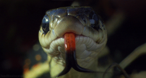 Red-Sided Garter Snake GIF by Head Like an Orange - Find & Share on GIPHY