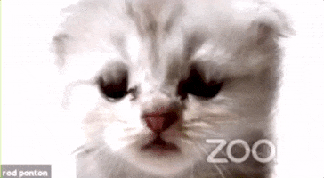 Cat Meme GIF by GIPHY News