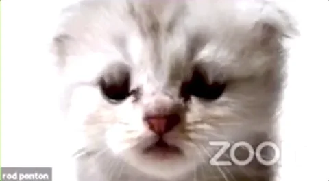 Cat Zoom GIF by GIPHY News