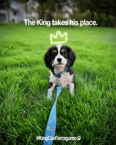 Dog GIF