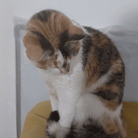 Cute Cat GIF