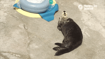 Sea Otter Nom GIF by Monterey Bay Aquarium