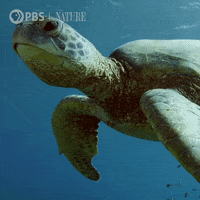 Sea-animals GIFs - Get the best GIF on GIPHY