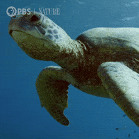 Sea-animals GIFs - Get the best GIF on GIPHY Sea-animals GIFs - Get the best GIF on GIPHY