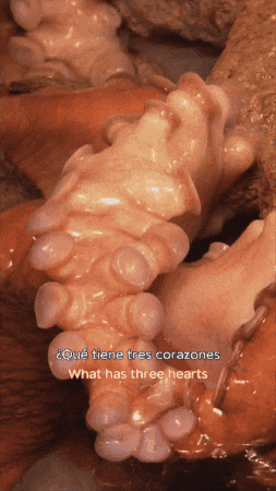 Giant Pacific Octopus Ocean GIF by Monterey Bay Aquarium