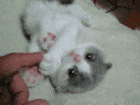 Catcat GIFs  Get the best GIF on GIPHY