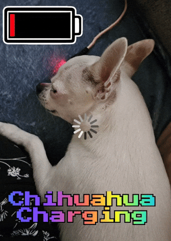 Chihuahua Charging GIF
