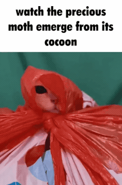 Cat In Bag GIF