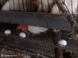 Egg Industry Chicken GIF