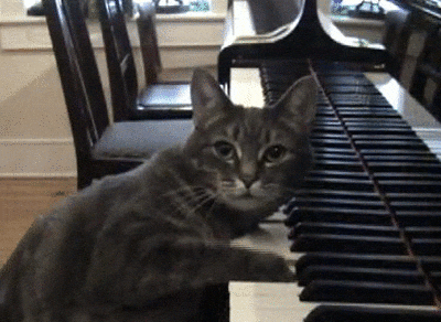 cat piano GIF