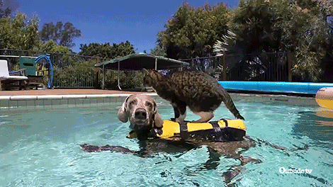 Cat Swimming GIF by Outside TV - Find &amp; Share on GIPHY