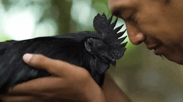 chicken love GIF by Great Big Story