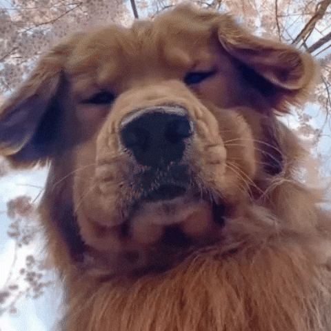 Tired Dog GIF