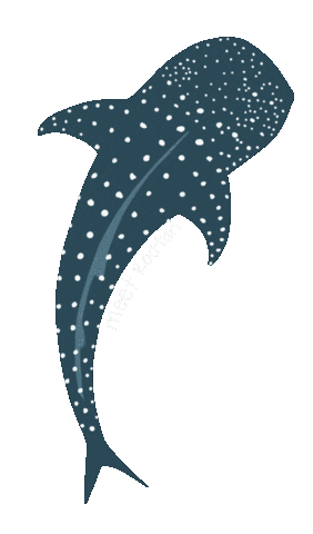 Travel Shark Sticker by MeetRoatan