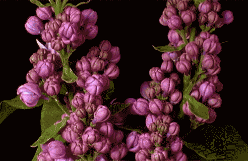 giphy.gif?cid=ecf05e47gdf3x7qvu7rso1ek1e