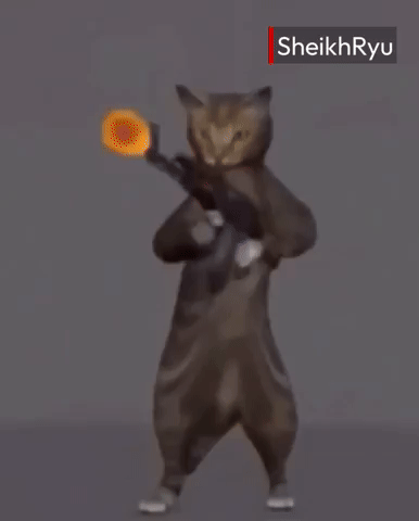 Cat GIF