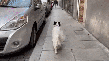 Animated GIF