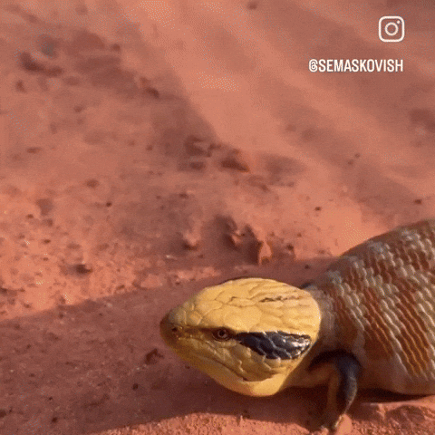 Tongue Lizard GIF