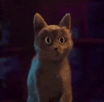 Cat Wow GIF
