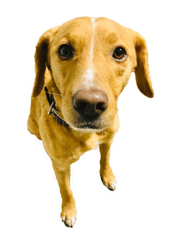 Dog Sticker