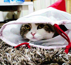  cat animals out bag maru the cat GIF