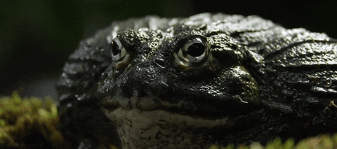 Bull Frog GIFs - Get the best GIF on GIPHY