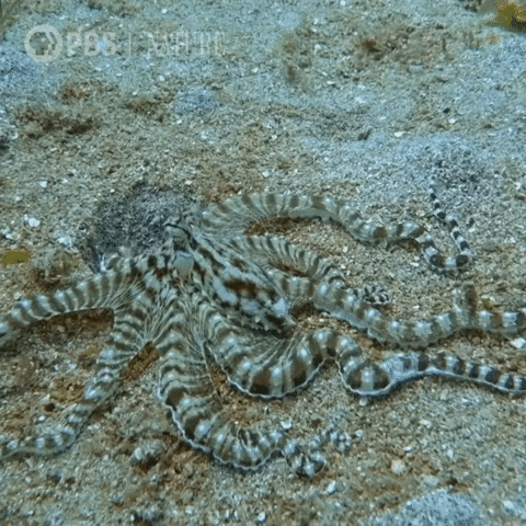 Pbs Nature Octopus GIF by Nature on PBS