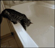 cat fail GIF