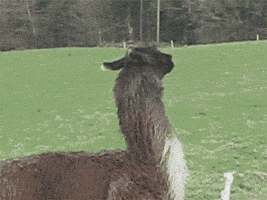 llama jumping GIF