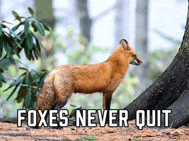 Video gif. Red fox turns to look at us with a curious expression in a forest setting, flicking its ears like its still listening to its surroundings. Text, "Foxes never quit."