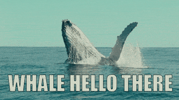 Video gif. A humpback whale leaping out of the water, fin waving in the air. Text, "Whale hello there!"