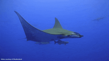 Manta Ray Sea GIF by Science Friday