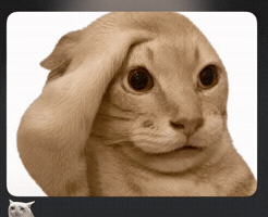 Cat GIF