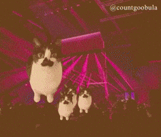 Dance Cat GIF