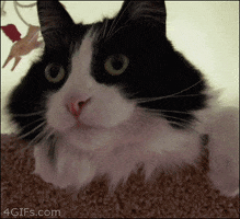 shocked not safe for work GIF