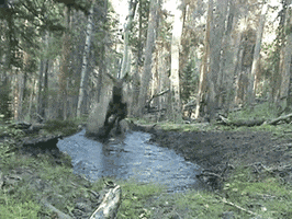 forest splashing GIF