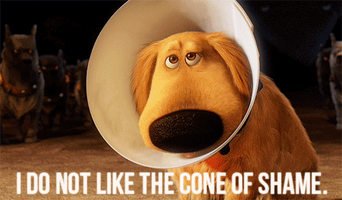 Image result for cone of shame"