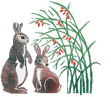 Nussknacker Schwan Sticker by BrandstaetterVerlag