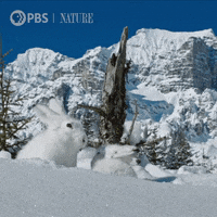 Winter Solstice GIF by Nature on PBS