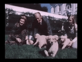 Ford Dogs GIF by US National Archives