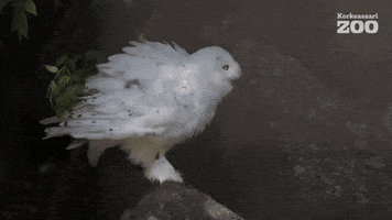 Shaking Snowy Owl GIF by Korkeasaari Zoo